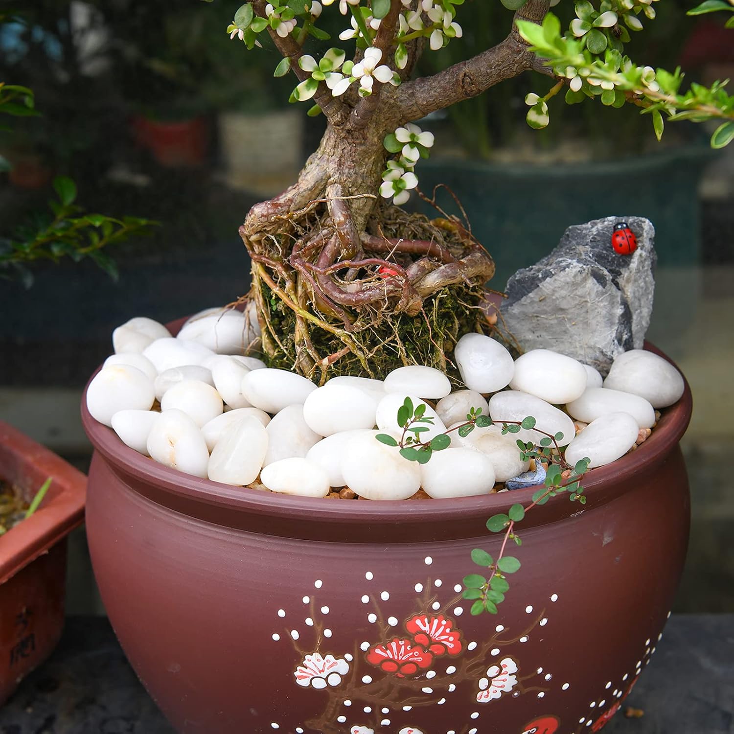 Thumbnail 4 de Hisredsun 3.96 lb White Decorative Stones for Plants 🪨