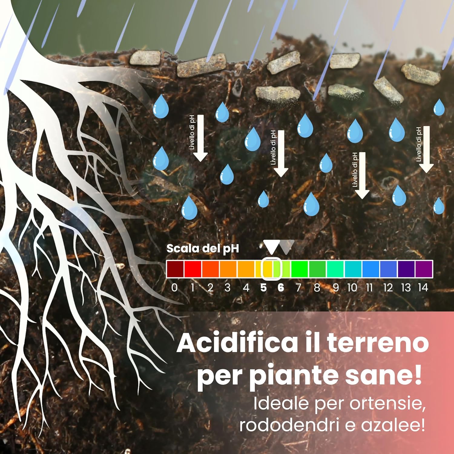 Detalle de LERAVA Concime Acidofile (4x800 g) – fertilizzante biologico per ortensie, rododendri, azalee, camelie, gardenie