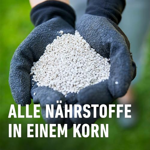 Thumbnail 4 de COMPO Rasendünger mit 3 Monaten Langzeitwirkung – Premium Langzeitdünger für 800 m²