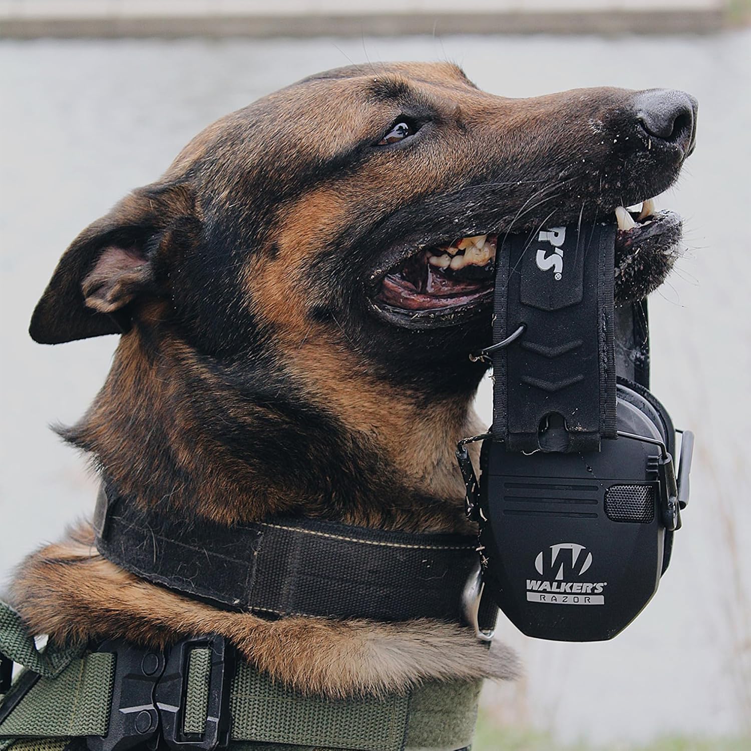 Thumbnail 2 de Walker’s Razor Slim Electronic Muff with Omni Directional Microphones