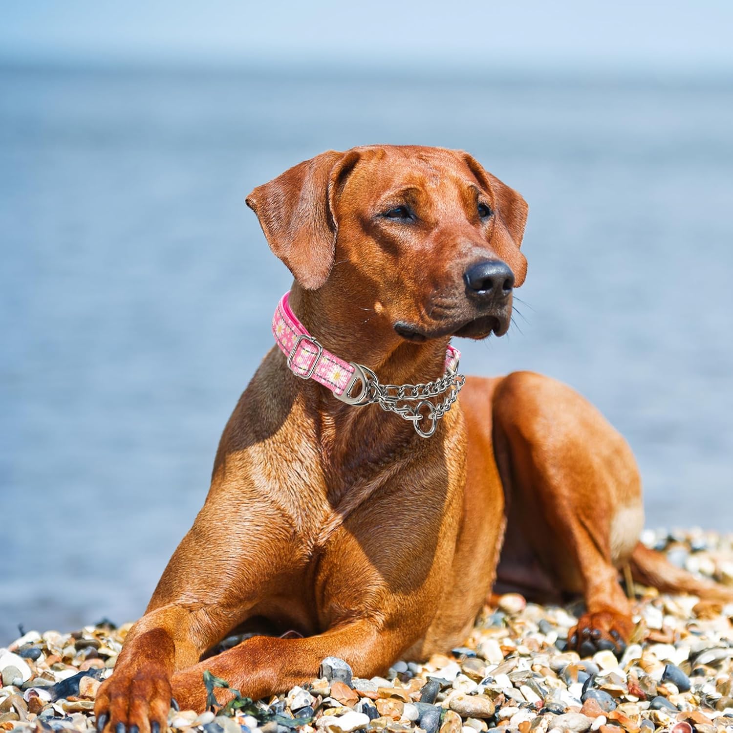 Detalle de Martingale Collar for Dogs: Reflective Nylon, Adjustable Training Collar for Medium to Large Breeds