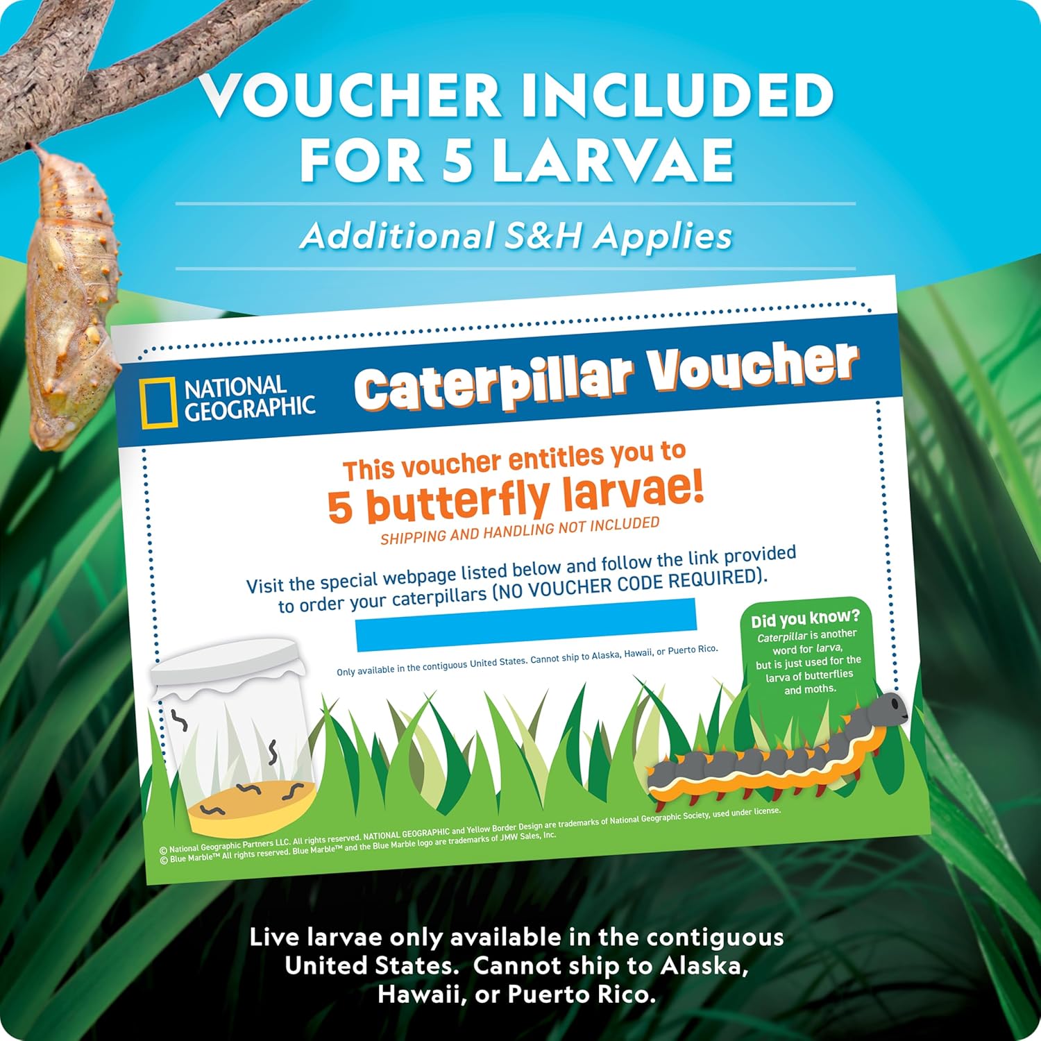 Thumbnail 5 de National Geographic Ultimate Butterfly Growing Kit 5 caterpillars