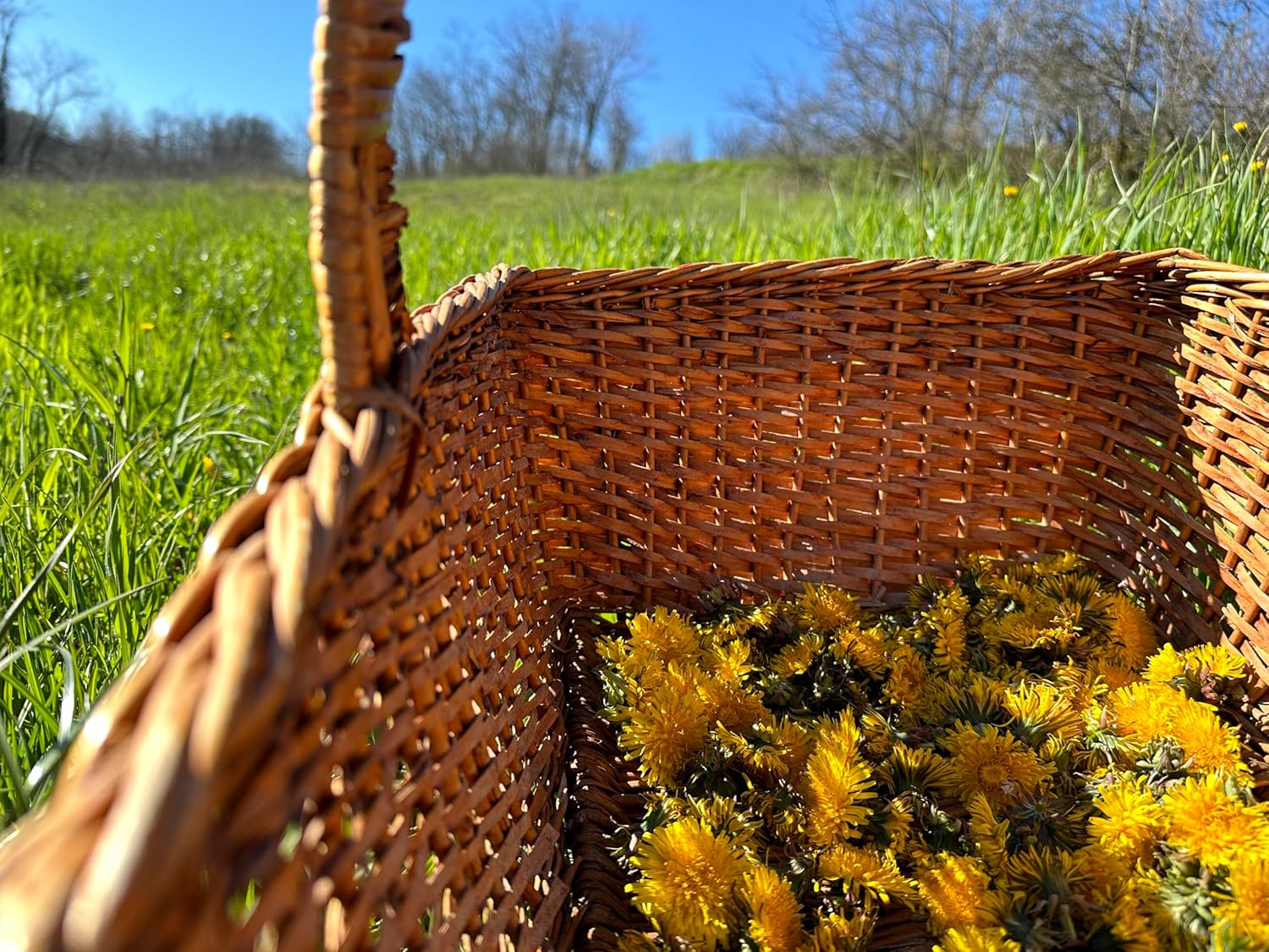 Detalle 2 de Armu – Fiori di Tarassaco Essiccati 20 g: Tarassaco di origine italiana, per tisane naturali