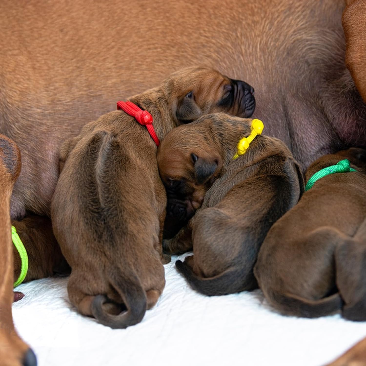 Detalle de MABAHON 16PCS Puppy ID Collars + 16Pcs Umbilical Cord Clips whelping kit