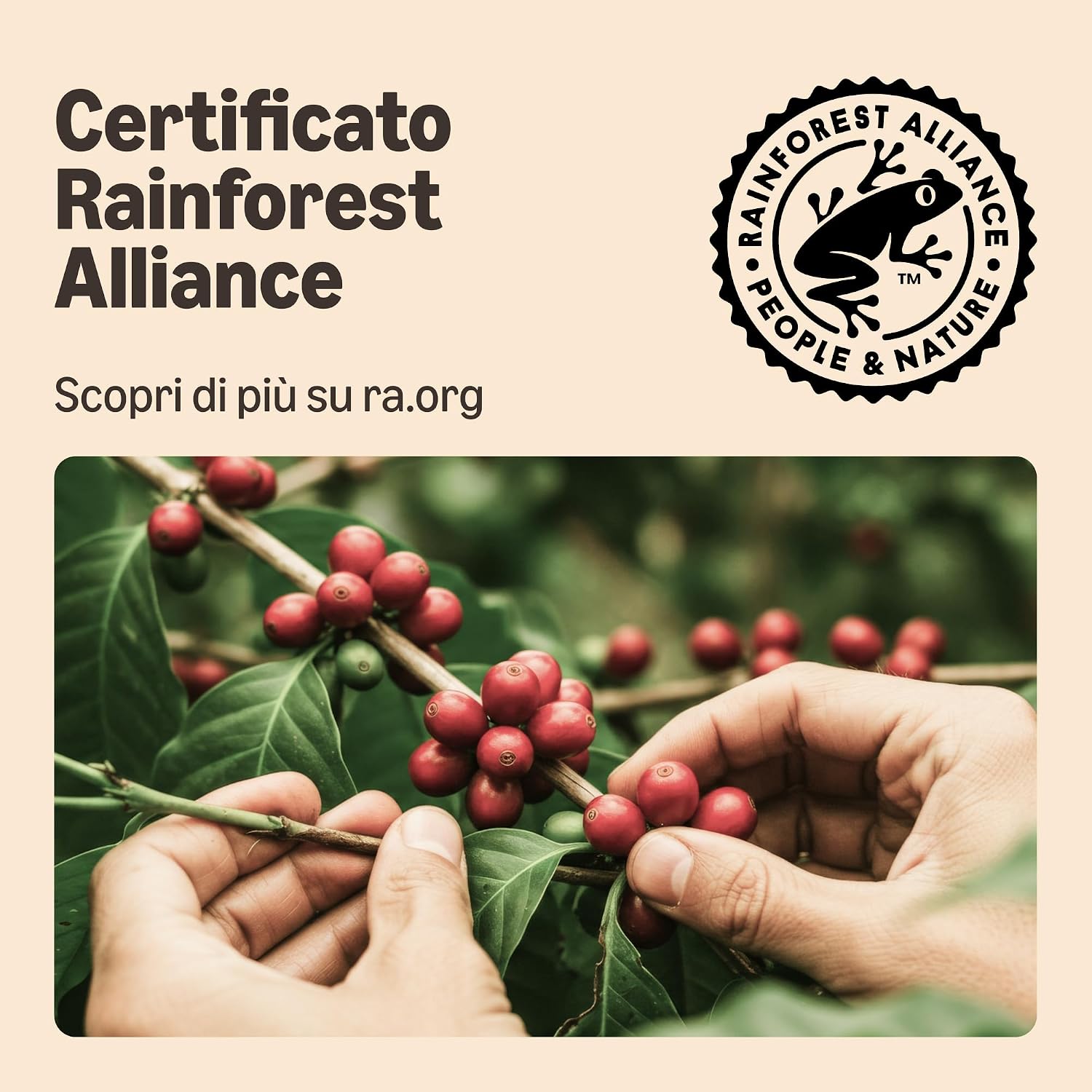 Thumbnail 6 de By Amazon Capsule in Plastica di Caffè Compatibili Nespresso – Assortimento Tostatura Scura (80 capsule, Rainforest Alliance)