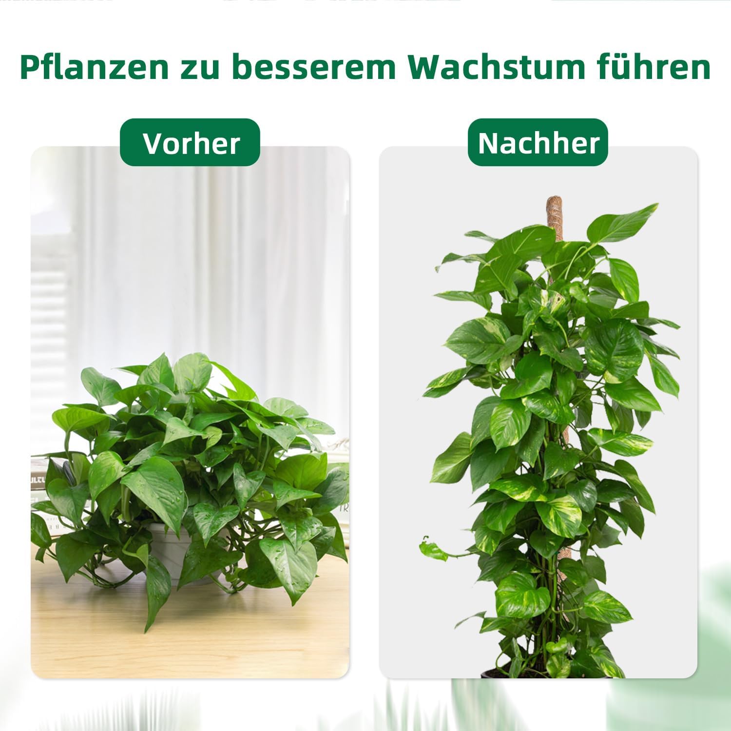 Thumbnail 2 de Mcbazel 160 cm Monstera Rankhilfe aus Kokosfaser mit Zubehör – Pflanzenstütze für Kletterpflanzen im Innenbereich