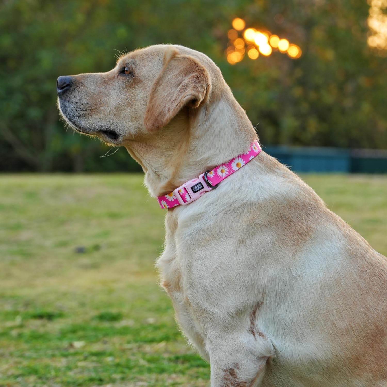 Detalle de Olahibi Dog Collar, Extra Small