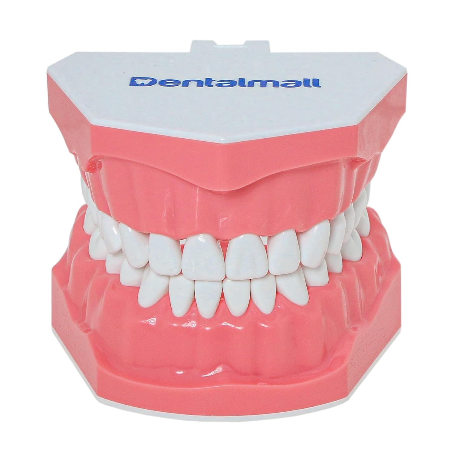 Detalle de DENTALMALL Modèle dentaire standard pour brossage du fil dentaire, typodont et démonstration anatomique