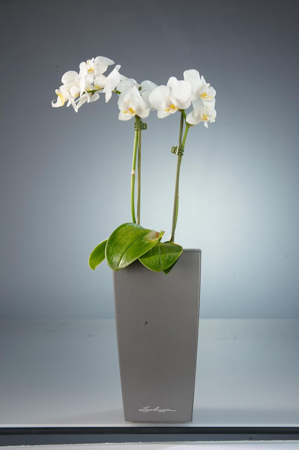 Thumbnail 6 de LECHUZA Mini Cube 18123 planter, metallic anthracite with watering system