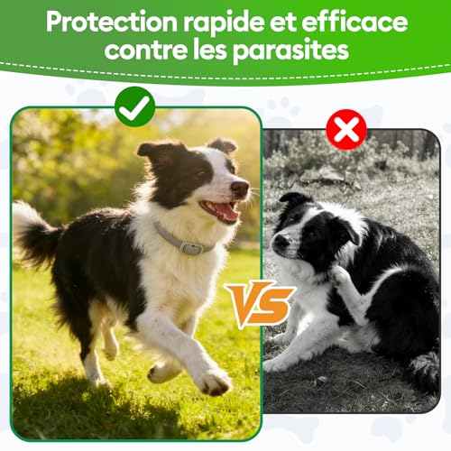 Detalle de Collar Antiparasitario para Perros GlowPoint — Pack de 2, ajustable 65 cm y resistente al agua