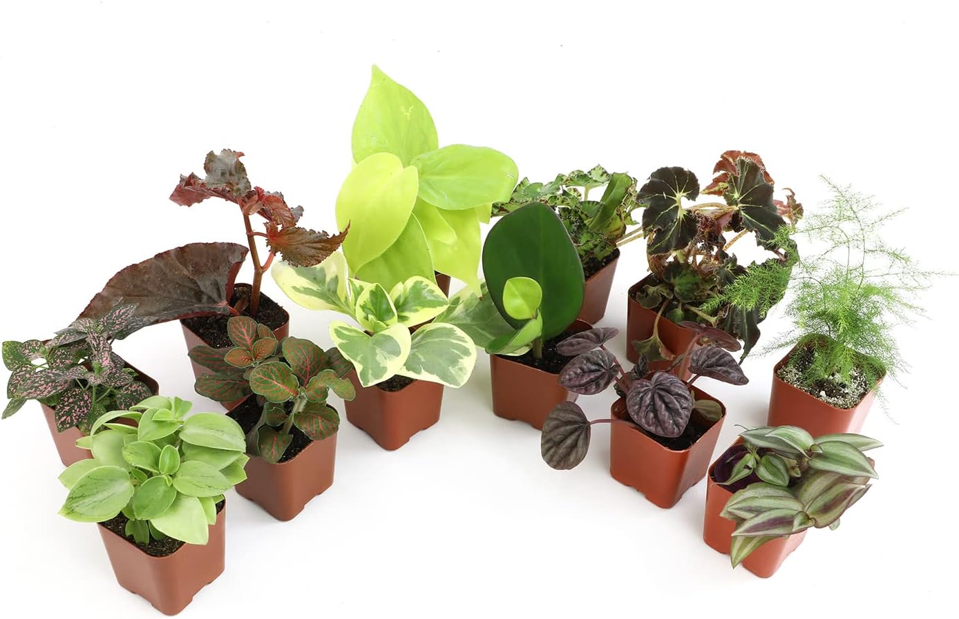Detalle de Altman Plants Indoor Houseplants, 12-pack