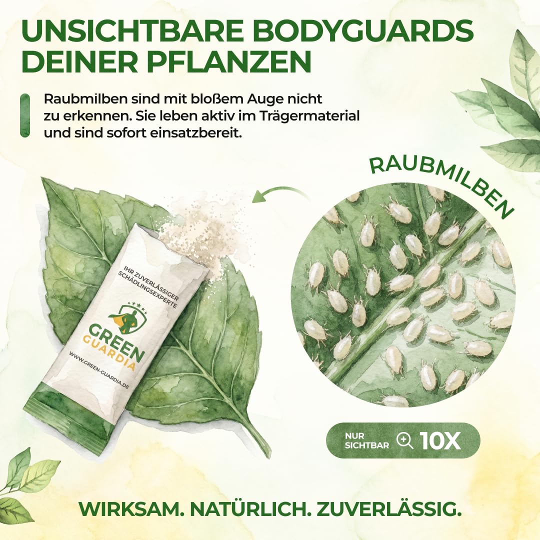 Thumbnail 6 de GREEN GUARDIA Power Raubmilben gegen Spinnmilben – 15 Tüten | Biologische Schädlingsbekämpfung für Zimmerpflanzen, Zierpflanzen und Cannabis