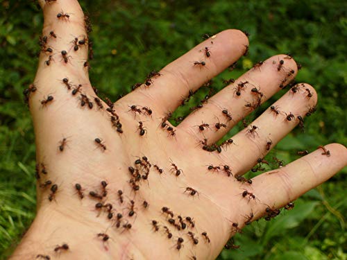 Thumbnail 3 de PROTECT HOME Cebo antihormigas gel 4 g