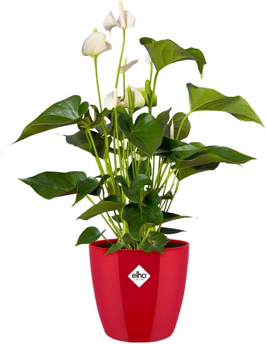 Detalle 2 de Elho Brussels Diamond Round 25 - Macetero Interior Rojo 🌺