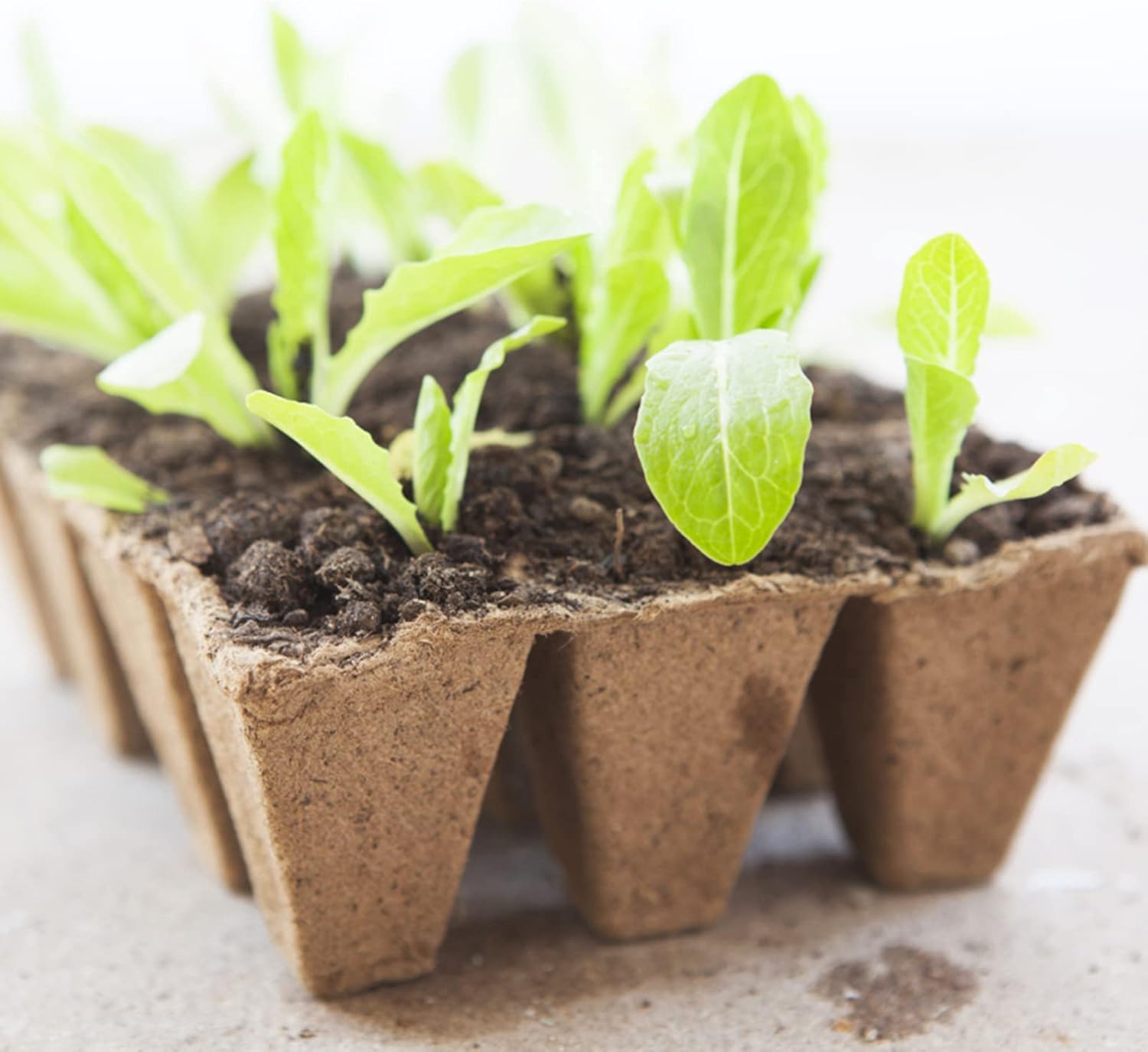 Detalle 1 de KINGLAKE 10 Pack 120-Cell Biodegradable Seed Trays & Fibre Seed Pots Kit