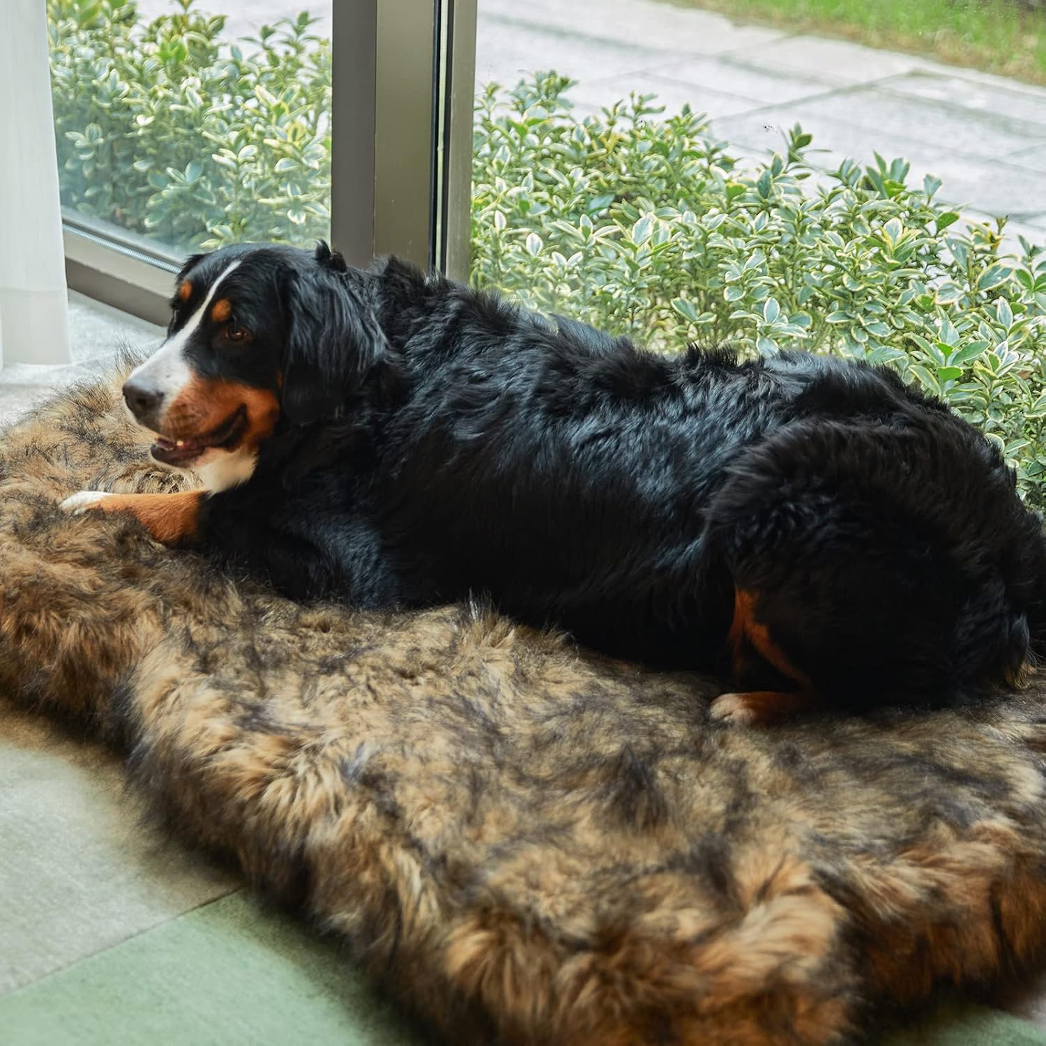 Thumbnail 4 de Laifug memory foam dog bed