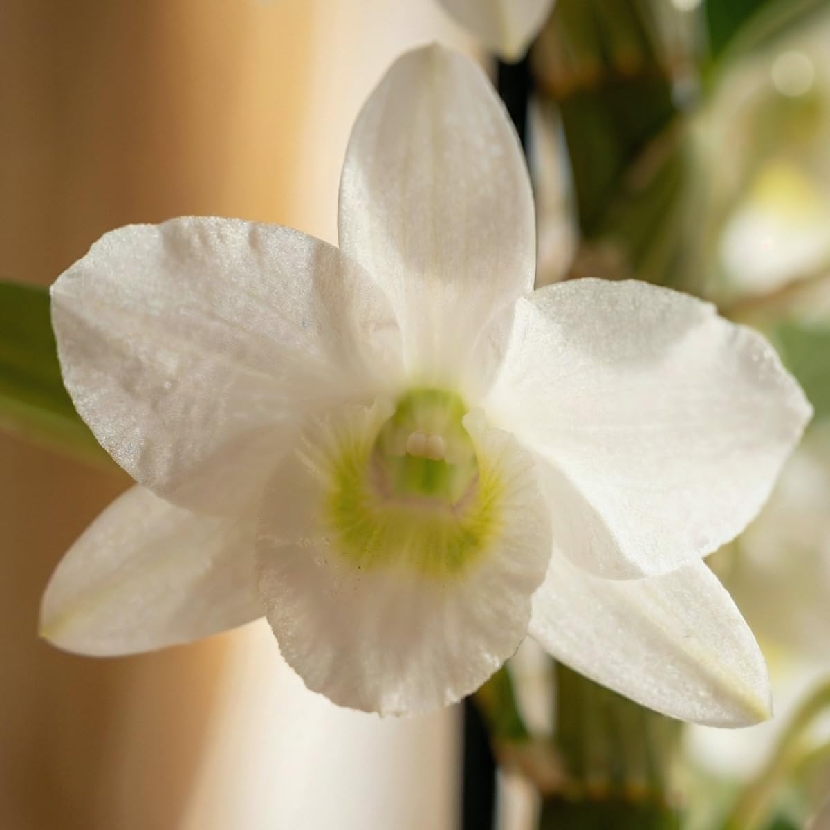 Thumbnail 3 de DUTCH BULBS 8720364056889 Dendrobium Nobile Orchids, 3 Plants, 30–40cm