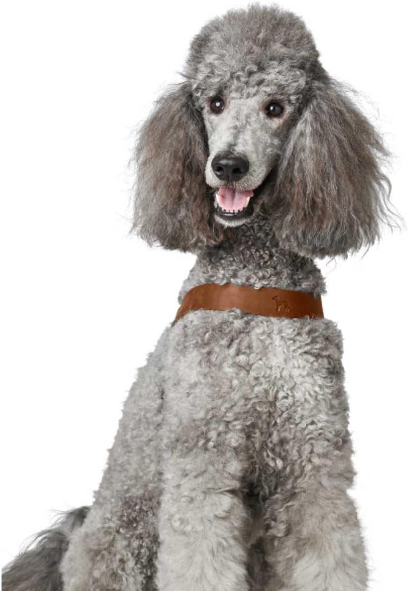 Thumbnail 3 de Hunter Hundegeschirr DIMARO in Cognac, S-M (ledernes Step-in mit stufenlos verstellbarem Bauchgurt)