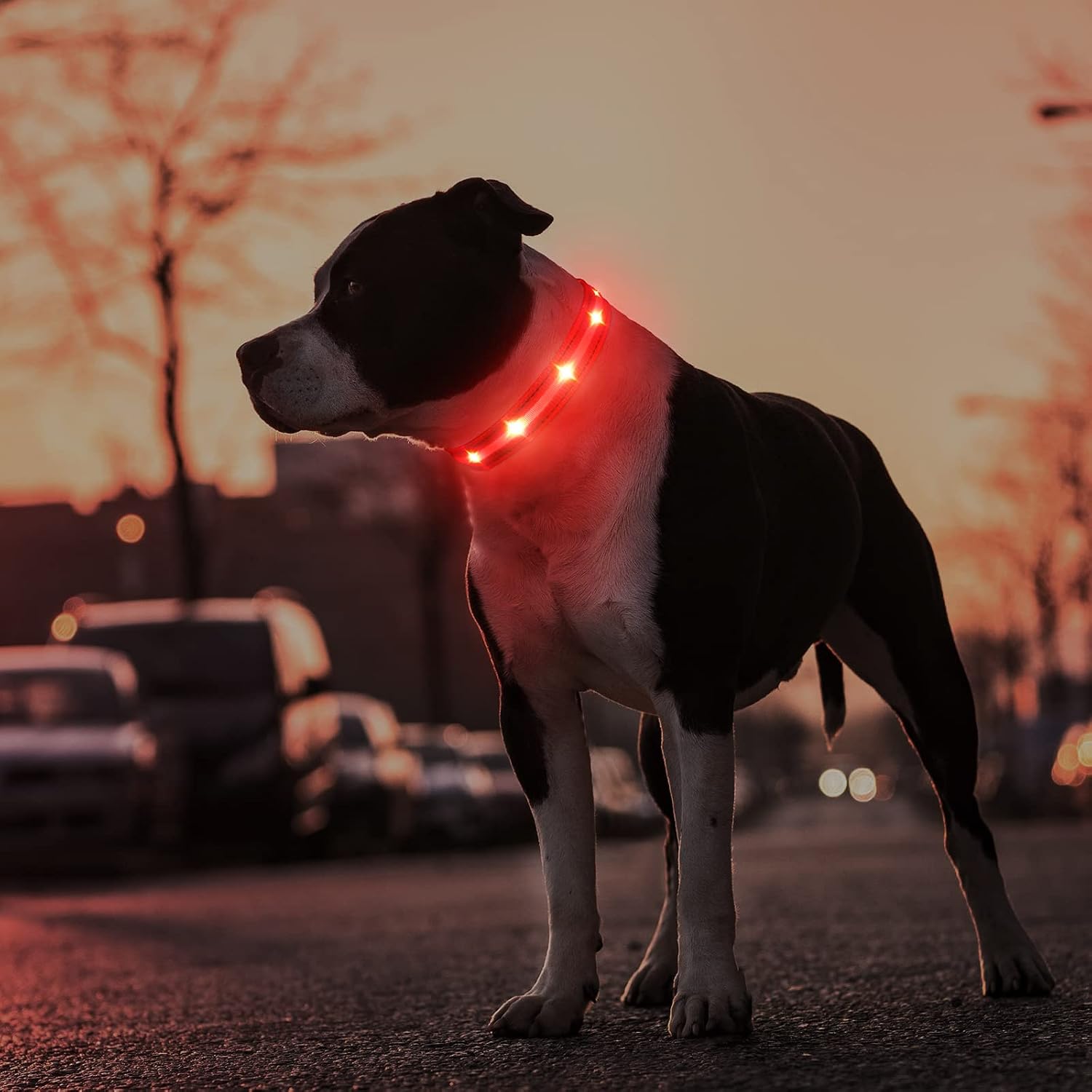 Thumbnail 4 de MASBRILL Light Up Dog Collar 1 USB rechargeable