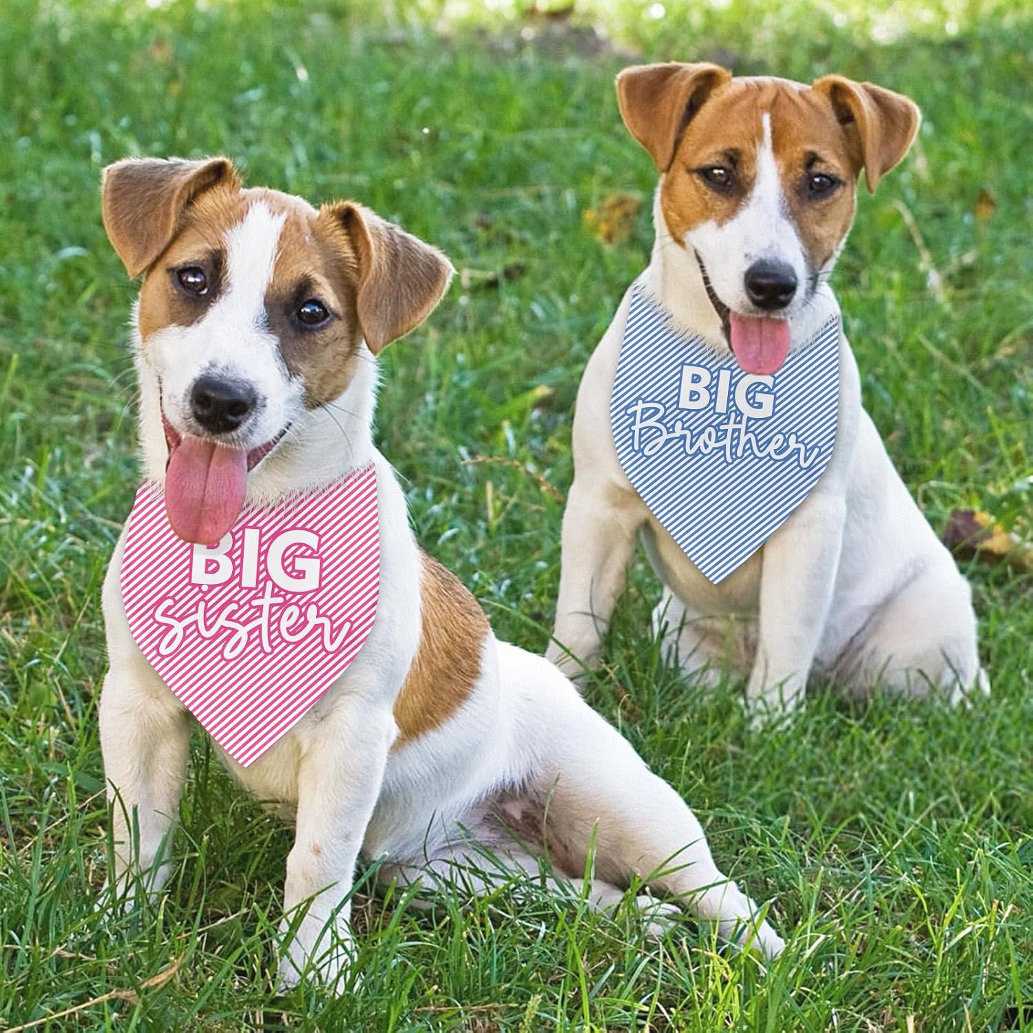 Detalle de Dog Pregnancy Announcement Bandanas, 2-Pack