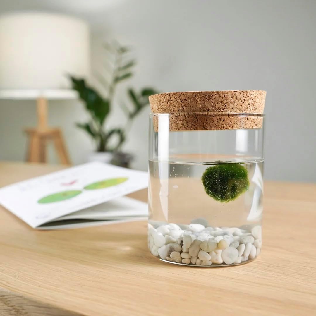 Detalle de KAKI La Felicità è Nelle Piccole Cose: Marimo originale in vaso di vetro con tappo in sughero – 8x11 cm, Made in Italy