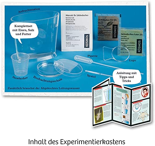 Detalle de Kosmos 657871 Urzeitkrebse Experimentier-Set ab 8 Jahren – Entscheidungshilfe