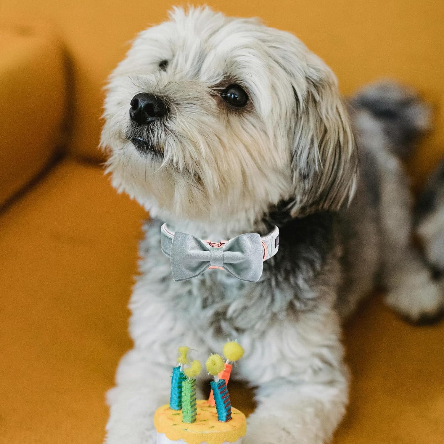 Thumbnail 4 de ARING PET Velvet Dog Collar with Cute Green Bowtie – Soft, Adjustable Velvet for Small to Large Dogs