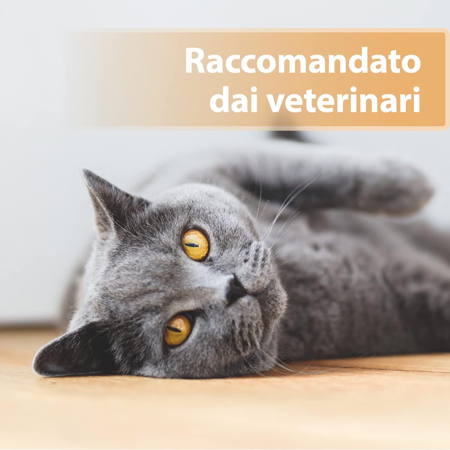 Thumbnail 4 de Felisept Gel per ferite per gatti 20ml – Unguento antisettico per la cura delle ferite