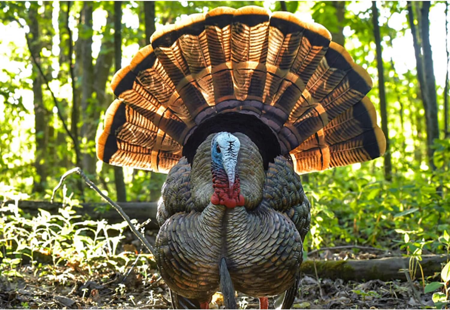 Thumbnail 5 de Avian-X turkey decoy AVX HDR