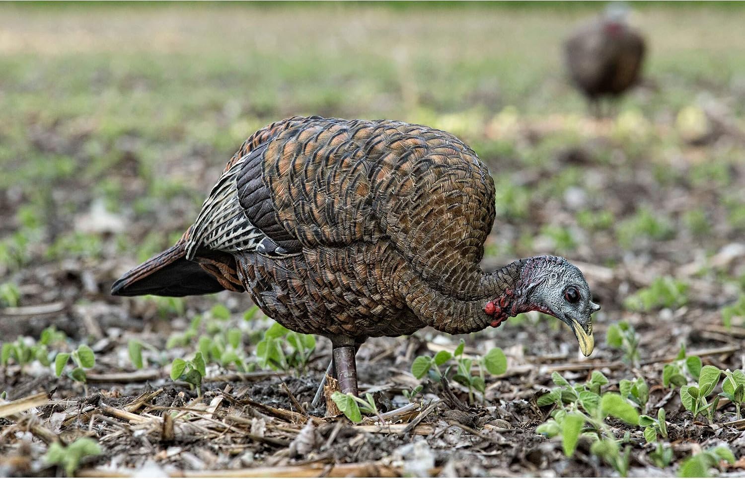 Detalle 2 de Avian-X feeder hen decoy