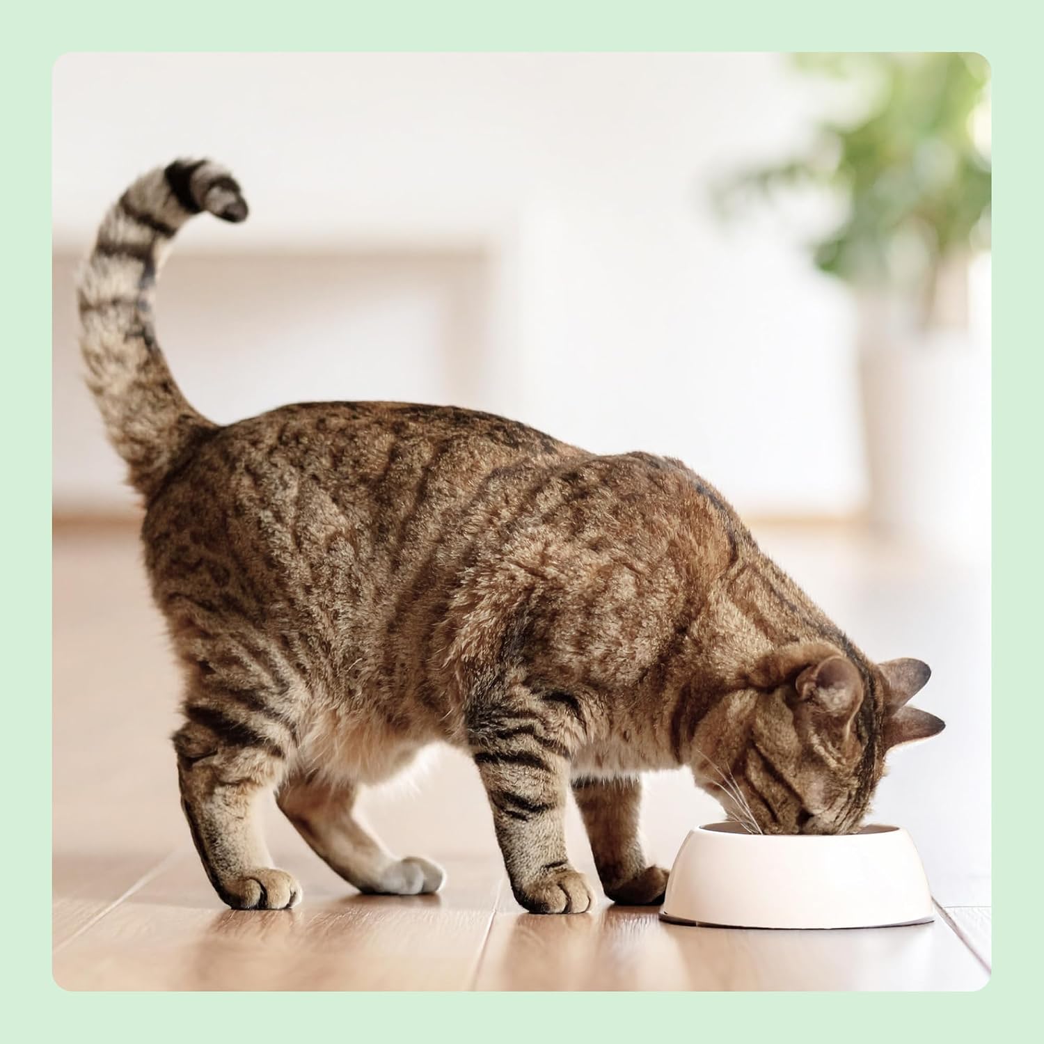 Detalle de by Amazon Cibo umido per gatti senza cereali, bocconcini di salmone in gelatina, 6 x 405 g