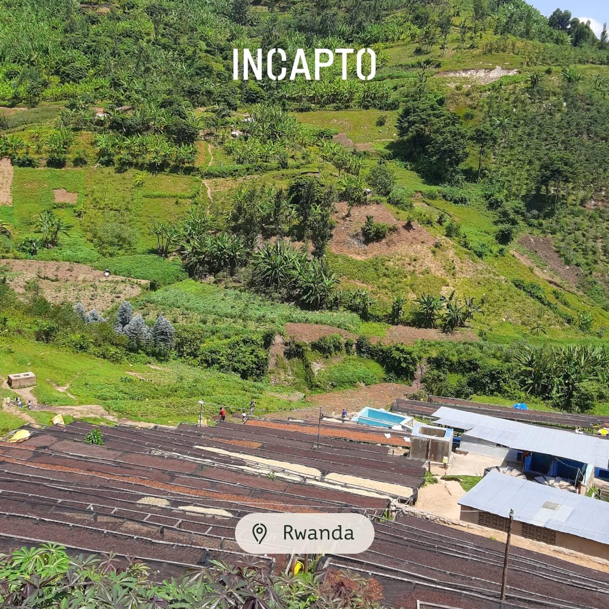 Thumbnail 6 de Incapto Café En Grano Rwanda 1kg ☕️ Especialidad SCA 86