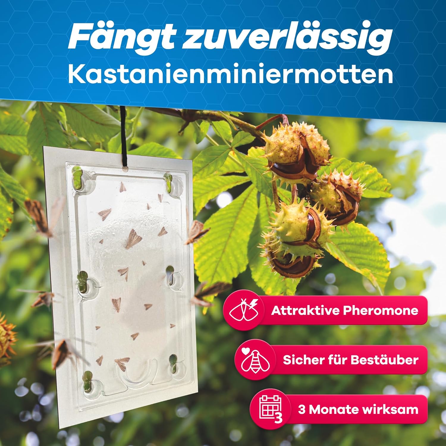 Thumbnail 1 de Gerobug Bio Kastanienminiermotte Pheromonfalle (2 Stück) – insektizidfrei, witterungsfest