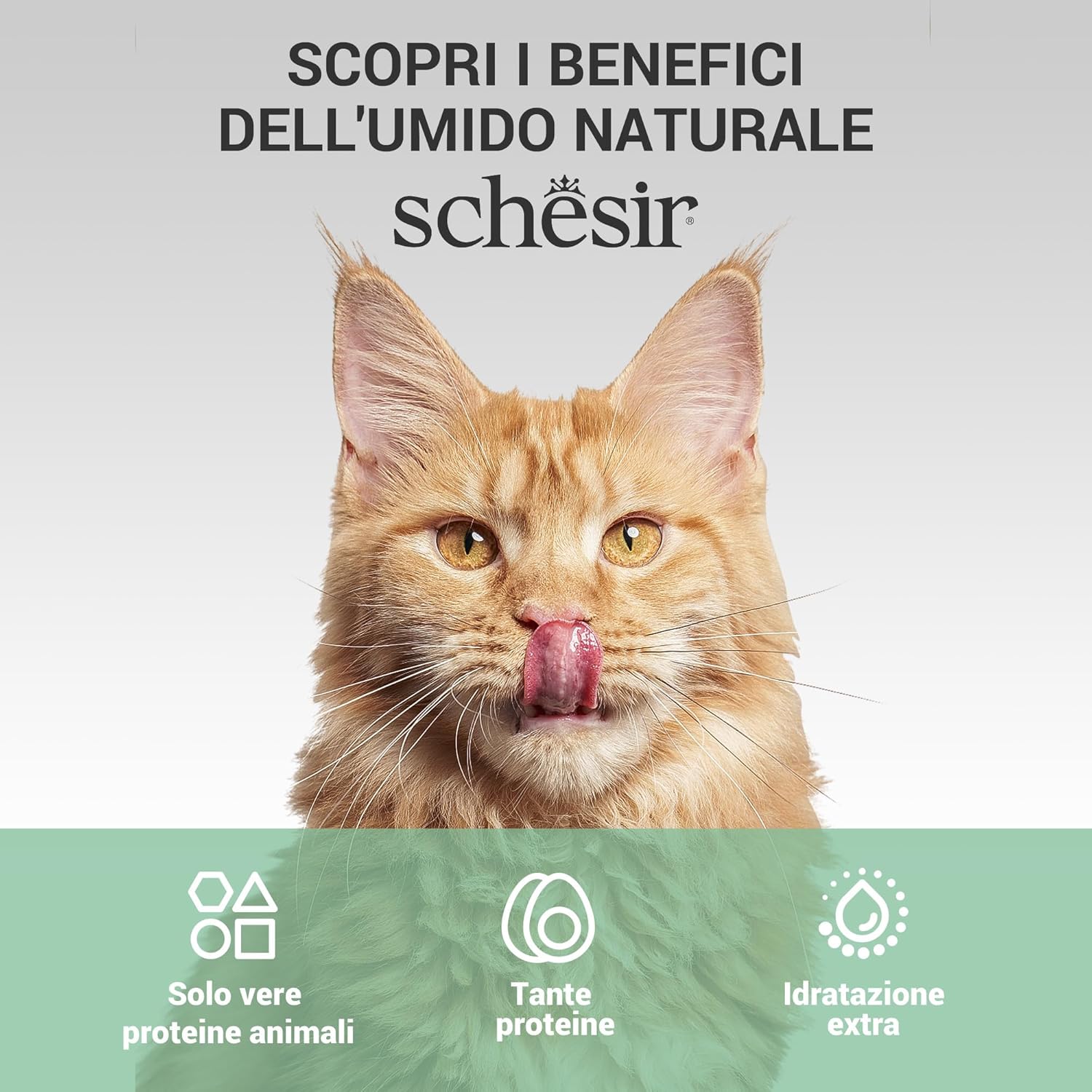 Thumbnail 5 de Schesir Filetti di Pollo con Spigola in Gelatina – Umido complementare per gatti (12 lattine da 70 g)