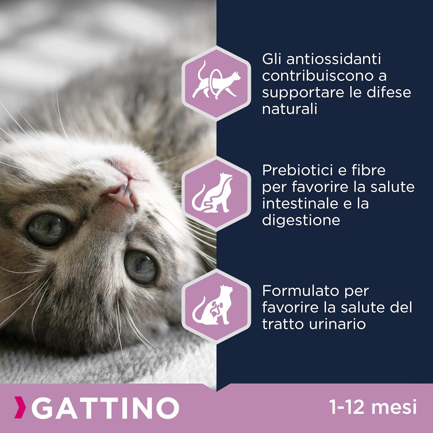 Detalle 2 de Eukanuba Alimento secco per gattini in crescita al pollo fresco, 2 kg