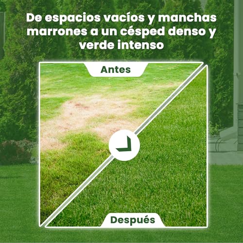 Thumbnail 6 de LERAVA EXPRESS semillas césped (30m²) – crecimiento rápido y resistente