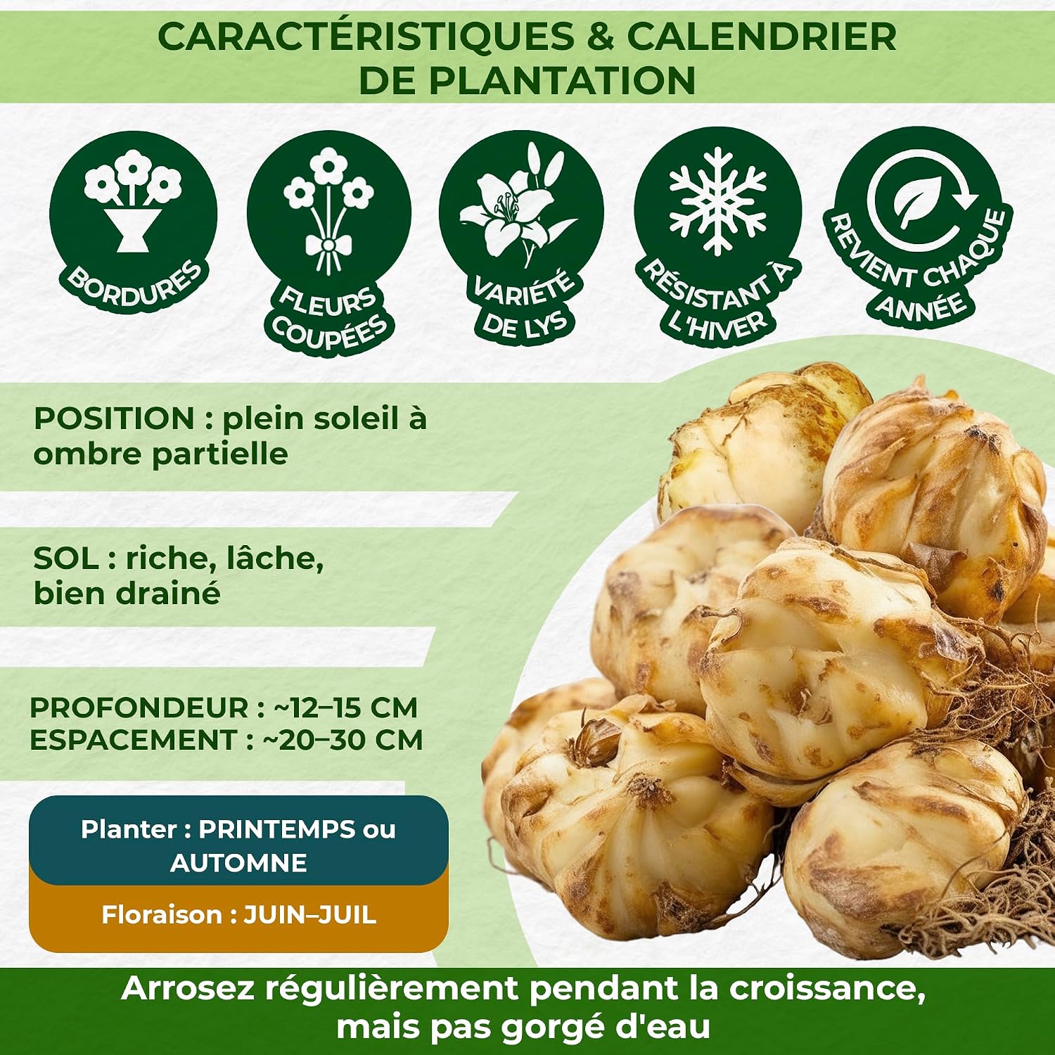Thumbnail 4 de DUTCH BULBS EXCLUSIVE PLANTS FROM HOLLAND 8720364056223 leliebollen Matrix-collectie, 15 bollen in 5 kleuren