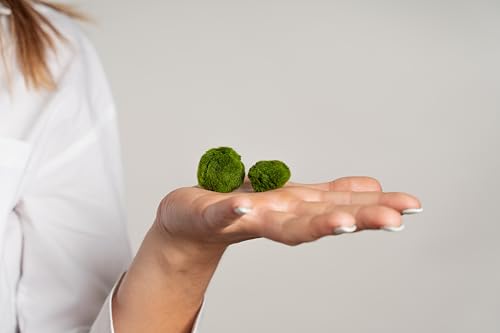 Thumbnail 6 de Felicità in un vasetto: Marimo originale in vaso di vetro con tappo in sughero by KAKI