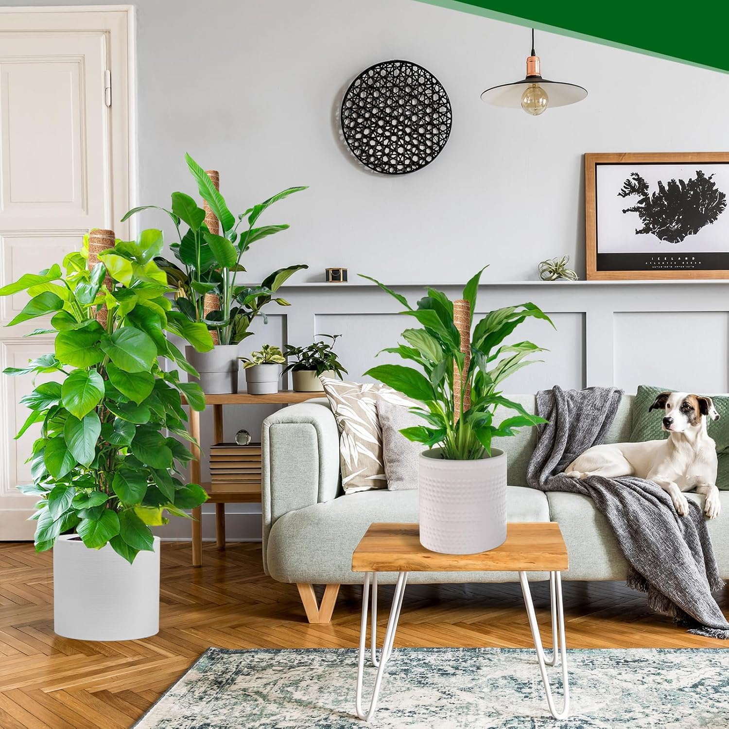 Thumbnail 5 de Mactoou Moss Pole 41cm