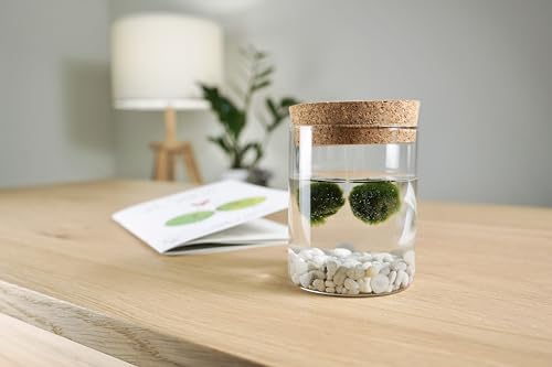 Detalle de Felicità in un vasetto: Marimo originale in vaso di vetro con tappo in sughero by KAKI