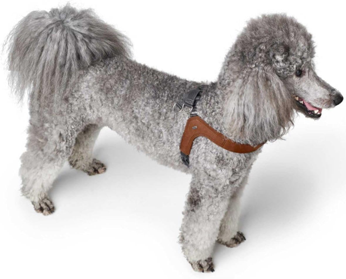 Thumbnail 4 de Hunter Hundegeschirr DIMARO in Cognac, S-M (ledernes Step-in mit stufenlos verstellbarem Bauchgurt)