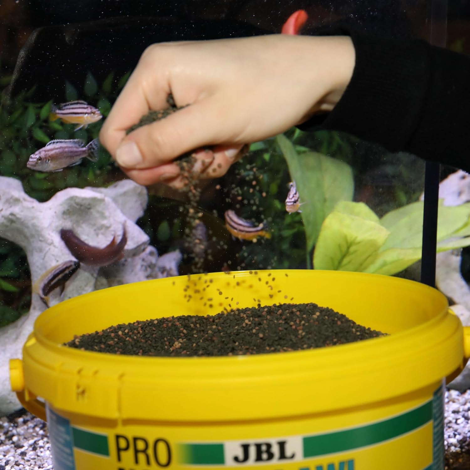 Thumbnail 1 de JBL PRONOVO MALAWI GRANO – Hauptfutter für Buntbarsche 8–20 cm (Größe M, 5,5 L)