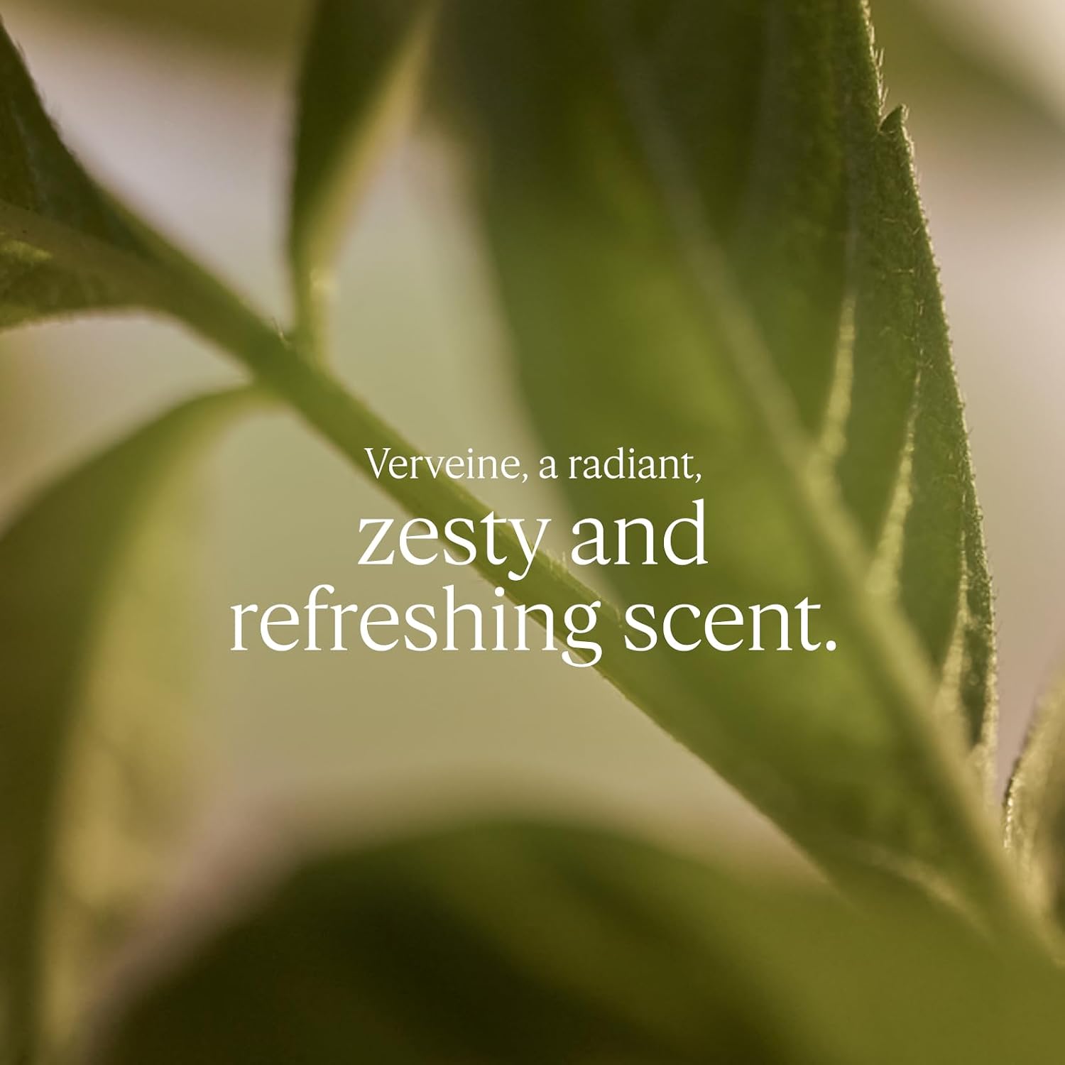 Detalle 2 de L'Occitane Verbena Body Lotion 250 ml – Refreshing, lemony moisturiser from France