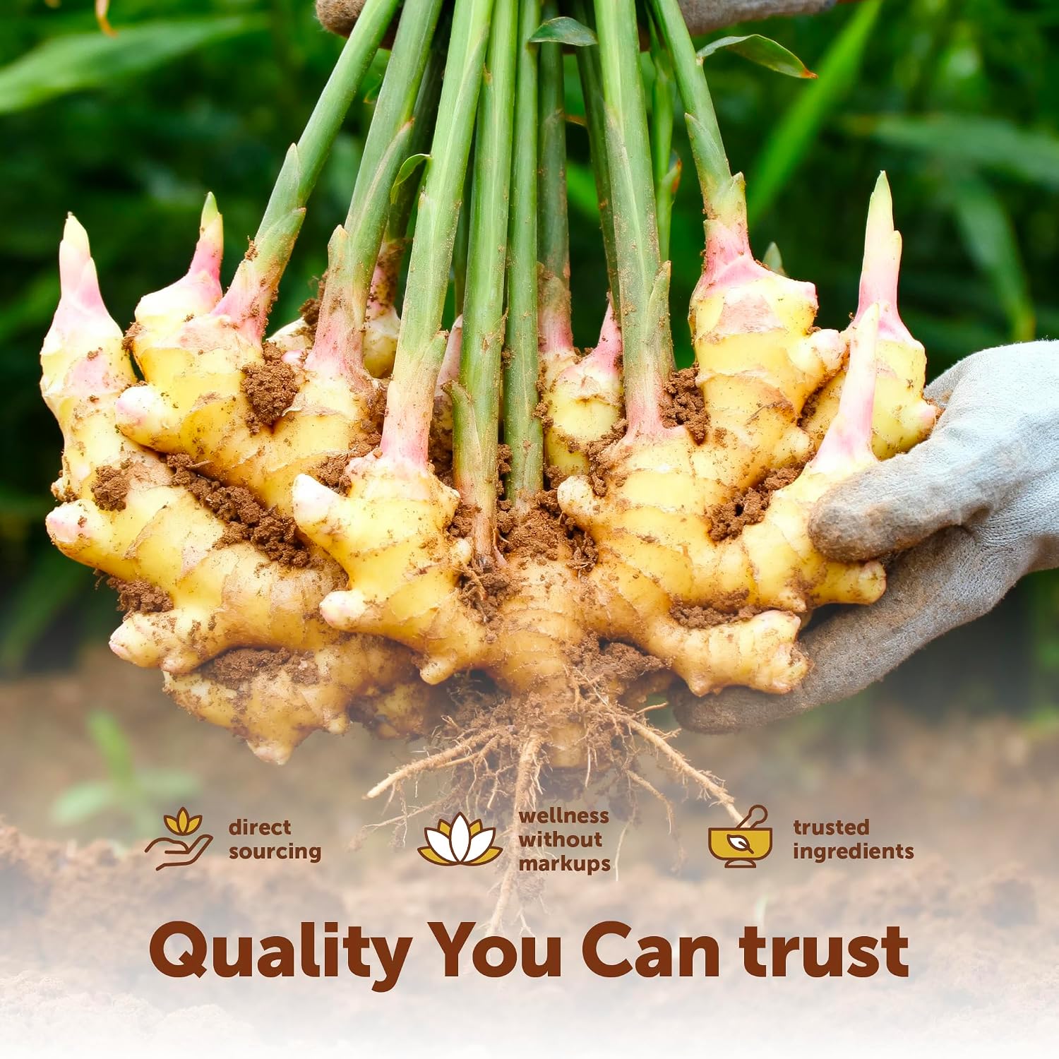 Thumbnail 6 de Micro Ingredients Organic Ginger Powder, 2 lb (32 oz), Non-GMO