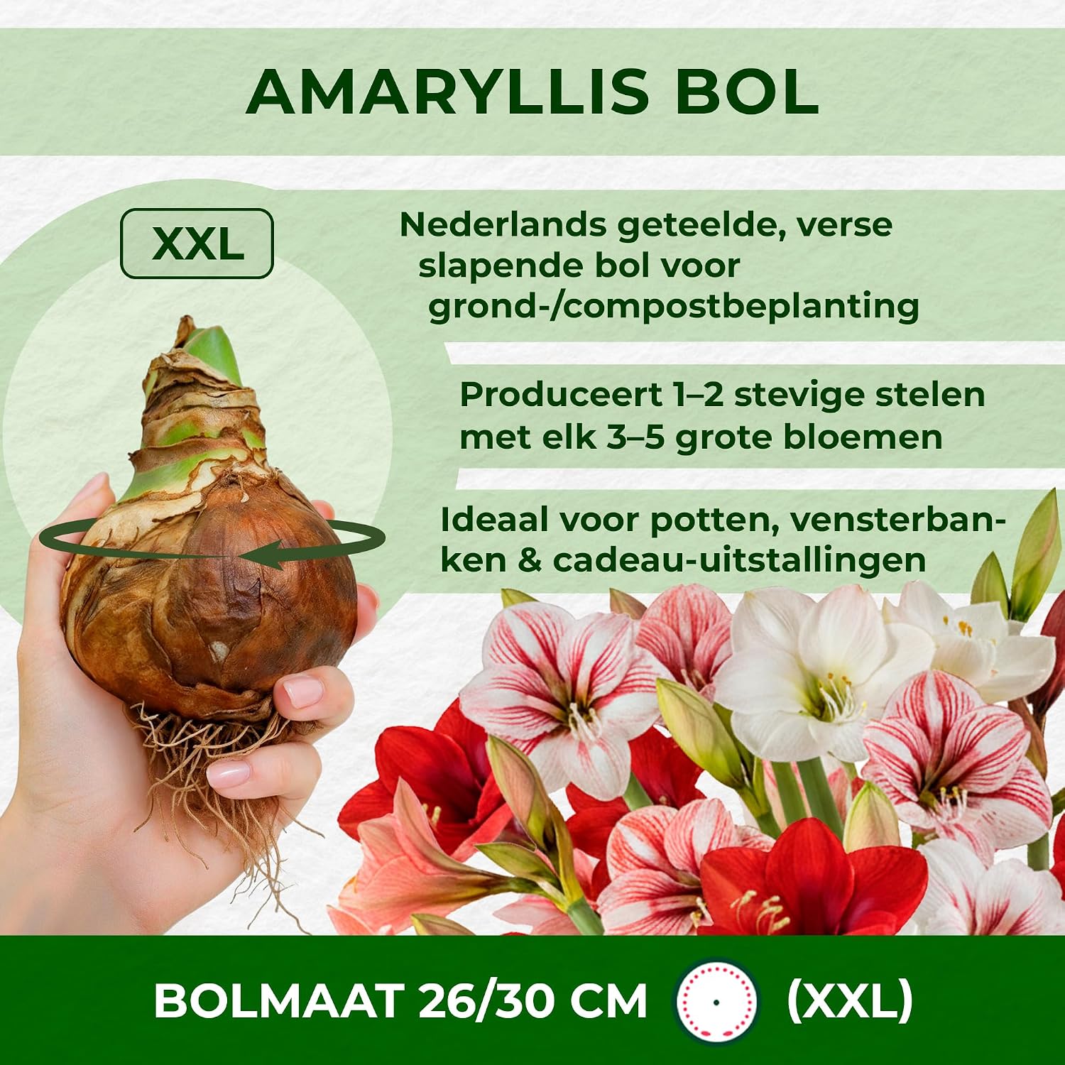 Thumbnail 4 de DUTCH BULBS EXCLUSIVE PLANTS FROM HOLLAND Amaryllis Papilio QW-K981-FD53, bol 20/22
