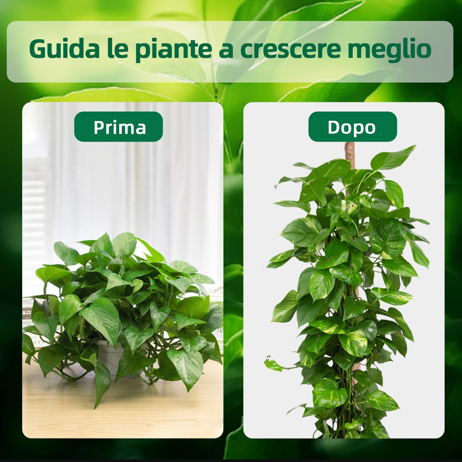 Detalle de Wigearss bastone di muschio/palo di fibra di cocco da 120 cm per piante rampicanti