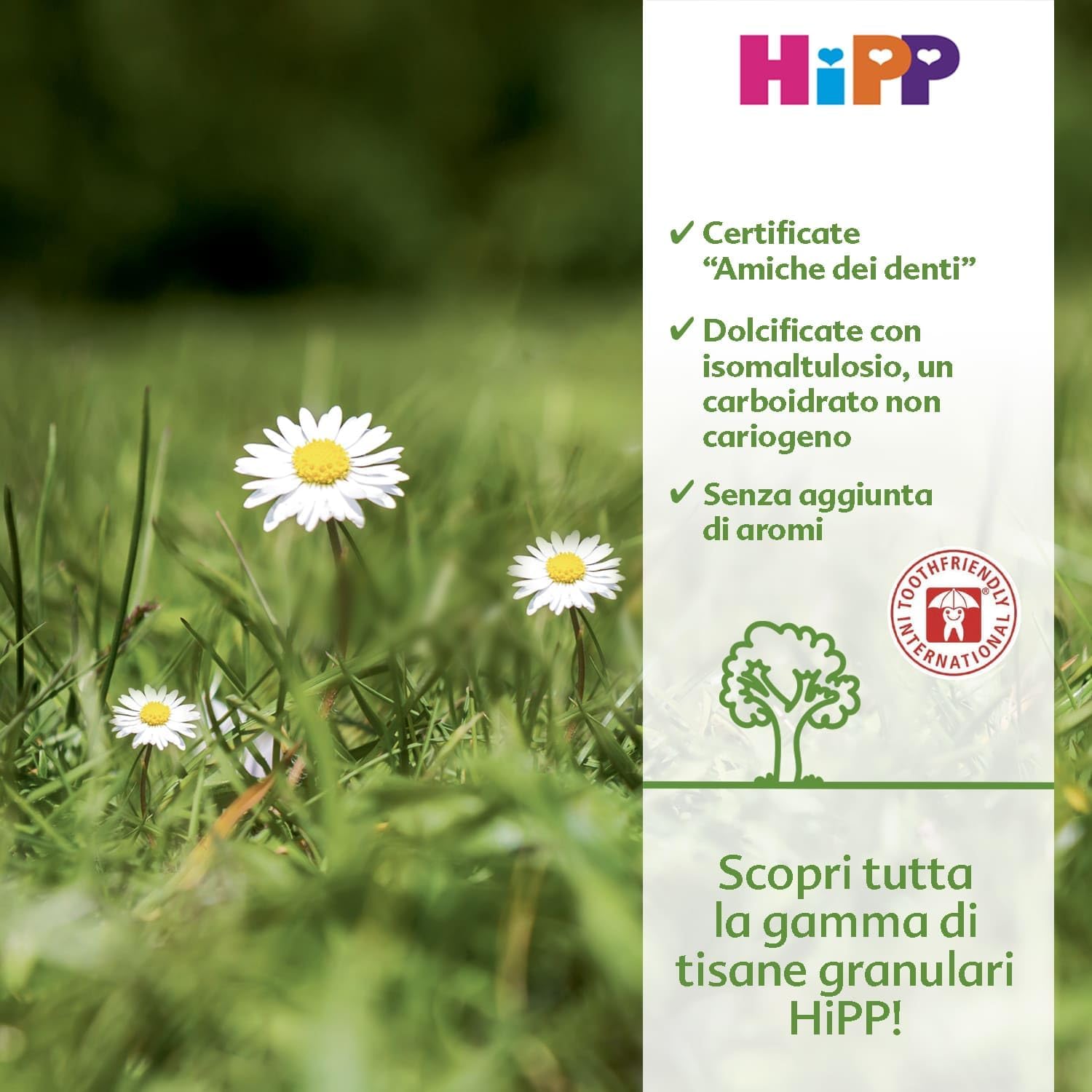 Detalle de HiPP Tisana alla Camomilla Solubile: Estratto Granulare Istantaneo con Isomaltulosio, 6 Confezioni da 200 g