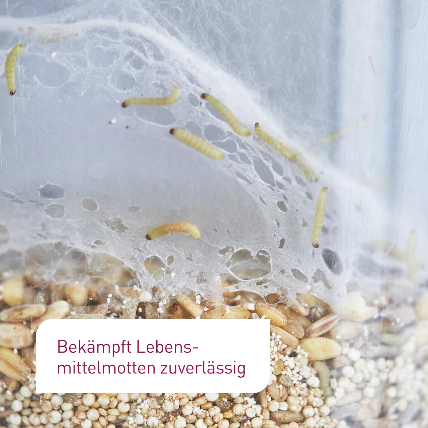 Detalle 2 de Plantura Schlupfwespen gegen Lebensmittelmotten, 9 Karten – natürliche Lösung für Mottenprobleme