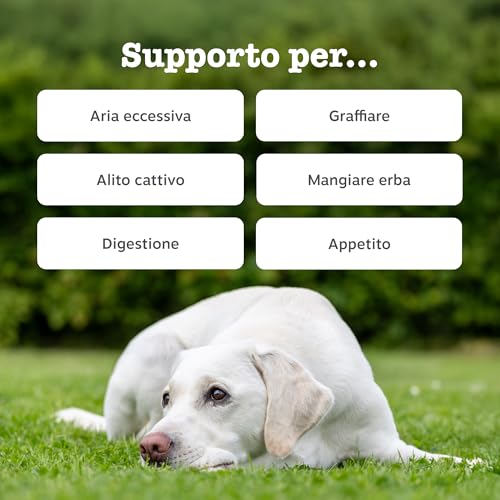 Detalle 2 de Zesty Paws Probiotici per Cani – 90 Bocconcini: benessere digestivo e supporto immunitario
