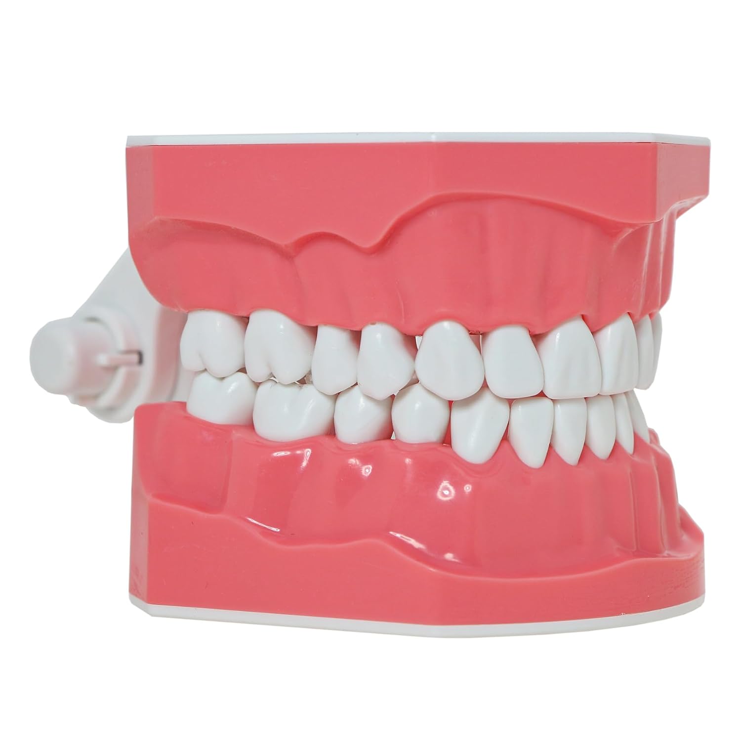 Detalle 2 de DENTALMALL Modèle dentaire standard pour brossage du fil dentaire, typodont et démonstration anatomique